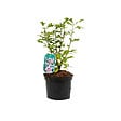 ARBORIX - Mauve en arbre 'Hamabo' - Hibiscus Syriacus 'Hamabo'  - 40-60 cm pot - vignette