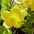 ARBORIX - 2 x Millepertuis moserianum - Hypericum moserianum  - 30-40 cm pot - vignette