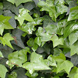 ARBORIX - 6 x Lierre commun - Hedera Helix  - godet 9cm x 9cm - vignette