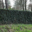 ARBORIX - 6 x Lierre commun - Hedera Helix  - godet 9cm x 9cm - vignette
