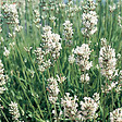 ARBORIX - 6 x Lavandin 'Edelweiss' - Lavandula Intermedia 'Edelweiss'  - godet 9cm x 9cm - vignette