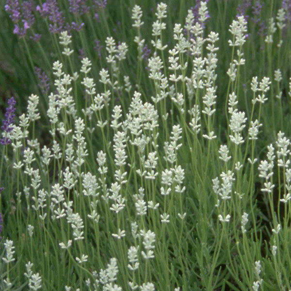 ARBORIX - 6 x Lavandin 'Edelweiss' - Lavandula Intermedia 'Edelweiss'  - godet 9cm x 9cm - large