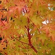 ARBORIX - Petit érable du Japon 'Sangokaku' - Acer Palmatum 'Sangokaku'  - 50-60 cm pot - vignette