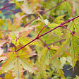 ARBORIX - Petit érable du Japon 'Sangokaku' - Acer Palmatum 'Sangokaku'  - 50-60 cm pot - vignette
