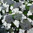 ARBORIX - 2 x Lacecap hortensia - Hydrangea 'Mariesii Grandiflora'  - 25-30 cm pot - vignette