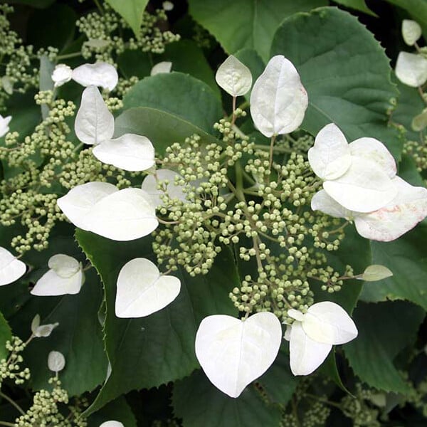 ARBORIX - 2 x Lacecap hortensia - Hydrangea 'Mariesii Grandiflora'  - 25-30 cm pot - large