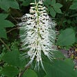 ARBORIX - Pavier blanc - Aesculus Parviflora  - 60-80 cm pot - vignette