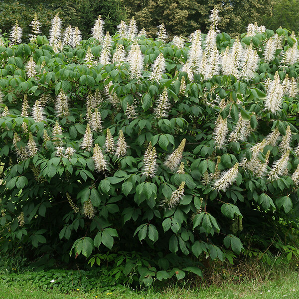 ARBORIX - Pavier blanc - Aesculus Parviflora  - 60-80 cm pot - large