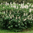 ARBORIX - Pavier blanc - Aesculus Parviflora  - 60-80 cm pot - vignette