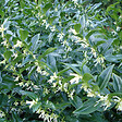 ARBORIX - 2 x Sarcocoque à feuille de ruscus - Sarcococca confusa  - 20-25 cm pot - vignette