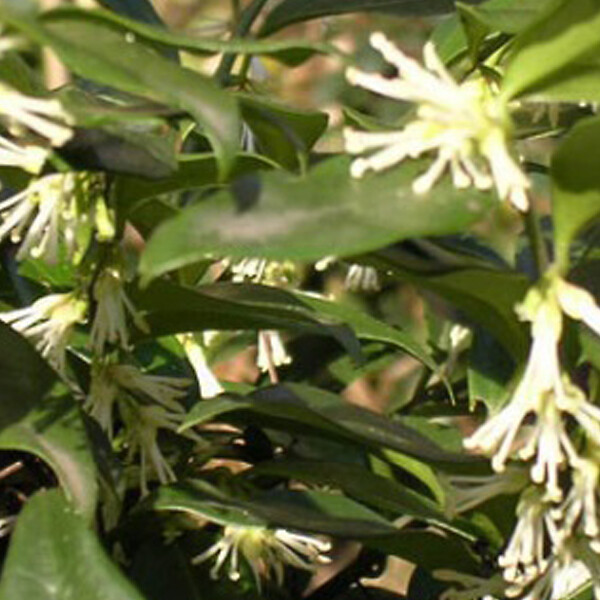 ARBORIX - 2 x Sarcocoque à feuille de ruscus - Sarcococca confusa  - 20-25 cm pot - large