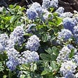 ARBORIX - 2 x Lilas de Californie 'Edinburgh' - Ceanothus 'Edinburgh'  - 30-40 cm pot - vignette