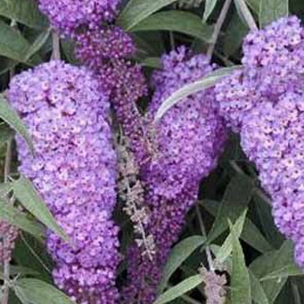 ARBORIX - 2 x Arbre aux papillons - Buddleja davidii 'Nanho Blue'  - 40-60 cm pot - large