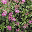 ARBORIX - 2 x Spirée Japonaise 'Crispa' - Spiraea japonica 'Crispa'  - 25-30 cm pot - vignette