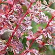ARBORIX - 2 x Épine-vinette de Thunberg - Berberis thunbergii 'Harlequin'  - 30-40 cm pot - vignette
