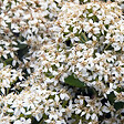 ARBORIX - 2 x Marguerite en arbre - Olearia haastii  - 30-40 cm pot - vignette