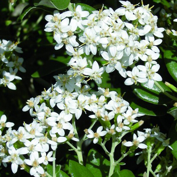 ARBORIX - 2 x Marguerite en arbre - Olearia haastii  - 30-40 cm pot - large
