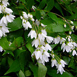 ARBORIX - 2 x Deutzie gracile - Deutzia gracilis 'Nikko'  - 25-30 cm pot - vignette