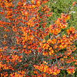 ARBORIX - Épine-vinette - Berberis linearifolia 'Orange King'  - 30-40 cm pot - vignette