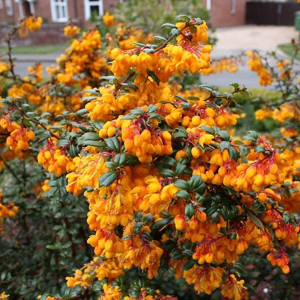 ARBORIX - Épine-vinette - Berberis linearifolia 'Orange King'  - 30-40 cm pot - large