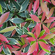 ARBORIX - Andromède 'Flaming Silver' - Pieris 'Flaming Silver'  - 30-40 cm pot - vignette