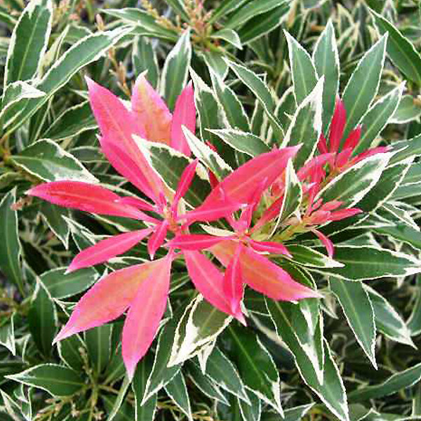 ARBORIX - Andromède 'Flaming Silver' - Pieris 'Flaming Silver'  - 30-40 cm pot - large