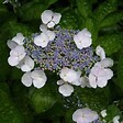 ARBORIX - Hortensia 'Teller White' - Hydrangea 'Teller White'  - 40-60 cm pot - vignette