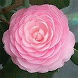 ARBORIX - Camélia Rose - Camellia Japonica Roze  - 40-50 cm pot - vignette