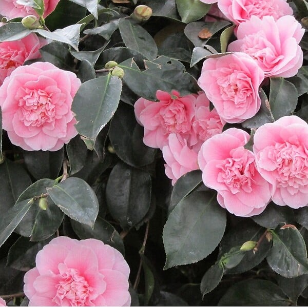 ARBORIX - Camélia Rose - Camellia Japonica Roze  - 40-50 cm pot - large