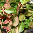 ARBORIX - 2 x Fusain tapissant 'Tustin' - Euonymus fortunei 'Tustin'  - 20-30 cm pot - vignette