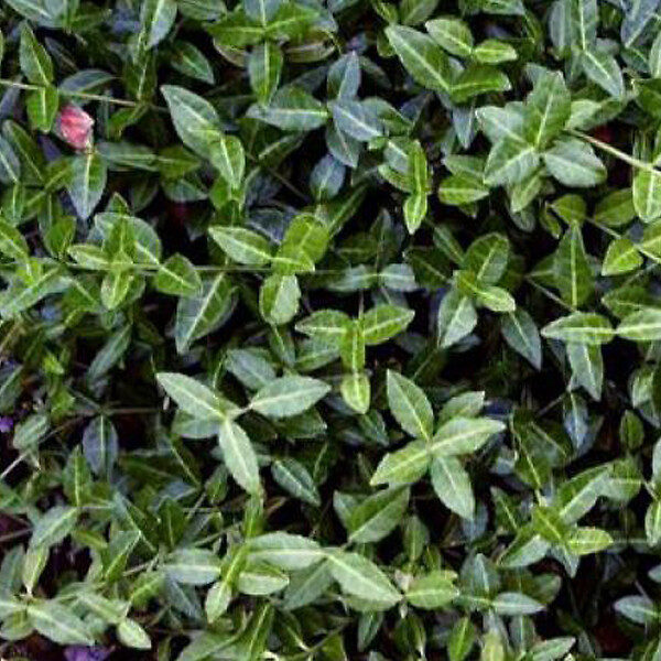 ARBORIX - 2 x Fusain tapissant 'Tustin' - Euonymus fortunei 'Tustin'  - 20-30 cm pot - large