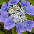ARBORIX - 2 x Hortensia 'Blaumeise' - Hydrangea macrophylla 'Blaumeise'  - 25-30 cm pot - vignette