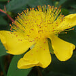 ARBORIX - 6 x Millepertuis à grandes fleurs - Hypericum calycinum  - godet 9cm x 9cm - vignette