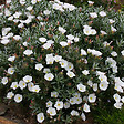 ARBORIX - 2 x Liseron cneorum - Convolvulus cneorum  - 25-30 cm pot - vignette