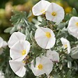 ARBORIX - 2 x Liseron cneorum - Convolvulus cneorum  - 25-30 cm pot - vignette