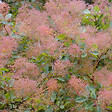 ARBORIX - 2 x Arbre à perruque - Cotinus coggygria  - 40-60 cm pot - vignette