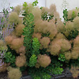 ARBORIX - 2 x Arbre à perruque - Cotinus coggygria  - 40-60 cm pot - vignette