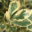 ARBORIX - Fusain du Japon 'Bravo' - Euonymus Japonicus 'Bravo'  - 60-80 cm pot - vignette