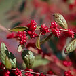 ARBORIX - 2 x Symphorine 'Magic Berry' - Symphoricarpos doorenbos 'Magic Berry'  - 50-60 cm pot - vignette