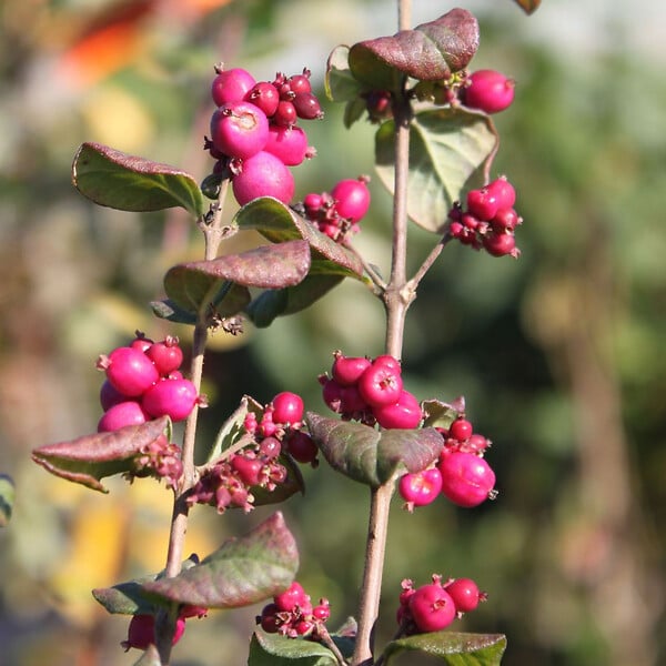 ARBORIX - 2 x Symphorine 'Magic Berry' - Symphoricarpos doorenbos 'Magic Berry'  - 50-60 cm pot - large