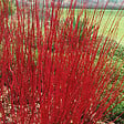 ARBORIX - 2 x Cornouiller blanc 'Sibirica' - Cornus Alba 'Sibirica'  - 60-80 cm pot - vignette