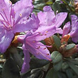 ARBORIX - 2 x Rhododendron 'Blue Tit' - Rhododendron 'Blue Tit'  - 20-30 cm pot - vignette
