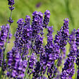 ARBORIX - 6 x Lavande vraie 'Hidcote' - Lavandula Angustifolia 'Hidcote'  - godet 9cm x 9cm - vignette