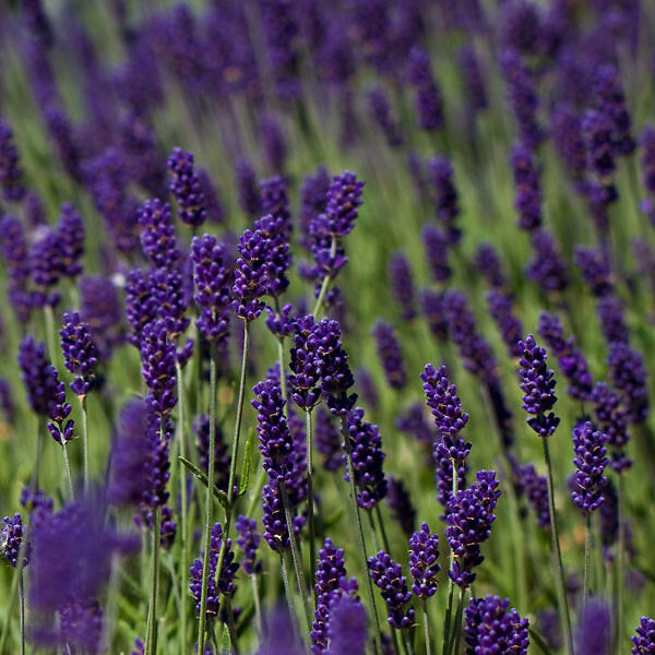 ARBORIX - 6 x Lavande vraie 'Hidcote' - Lavandula Angustifolia 'Hidcote'  - godet 9cm x 9cm - large