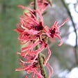 ARBORIX - Noisetier de sorcière 'Ruby Glow' - Hamamelis intermedia 'Ruby Glow'  - 40-60 cm pot - vignette