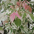 ARBORIX - Érable à feuille de frêne - Acer negundo 'Flamingo'  - 40-50 cm pot - vignette