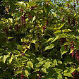 ARBORIX - 2 x Arbre aux faisans - Leycesteria Formosa  - 40-50 cm pot - vignette