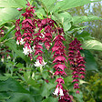 ARBORIX - 2 x Arbre aux faisans - Leycesteria Formosa  - 40-50 cm pot - vignette