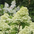 ARBORIX - 2 x Hortensia paniculé 'Little Lime' - Hydrangea paniculata 'Little Lime'  - 40-50 cm pot - vignette