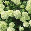 ARBORIX - 2 x Hortensia paniculé 'Little Lime' - Hydrangea paniculata 'Little Lime'  - 40-50 cm pot - vignette